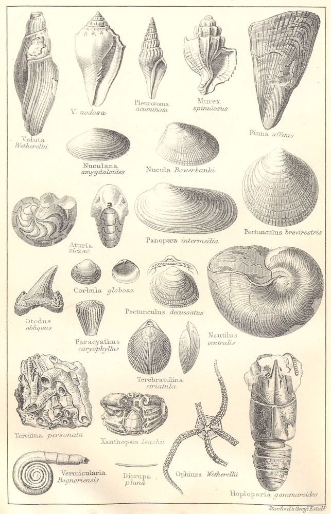 BRITISH FOSSILS. Lower Eocene, London Clay. Molluscs. STANFORD 1880 old print